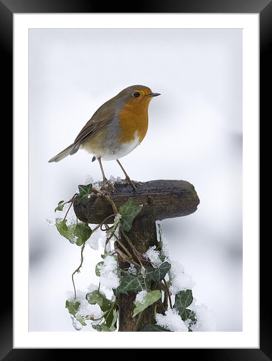 ROBIN IN THE SNOW Framed Mounted Print by Anthony R Dudley (LRPS)