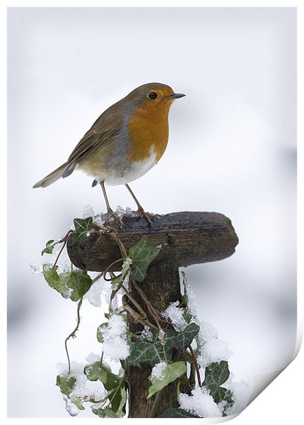 ROBIN IN THE SNOW Print by Anthony R Dudley (LRPS)