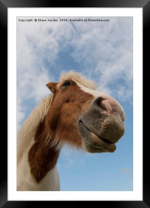 New Forest pony  Framed Mounted Print by Shaun Jacobs