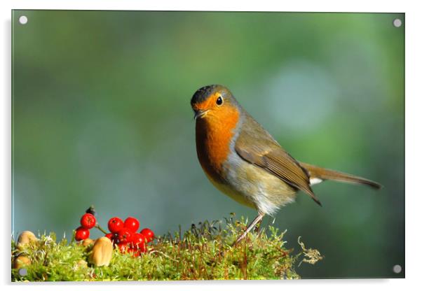   Robin Acrylic by Macrae Images