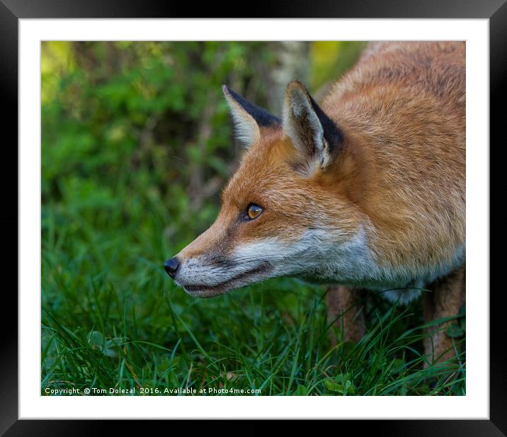 Red Fox profile Framed Mounted Print by Tom Dolezal