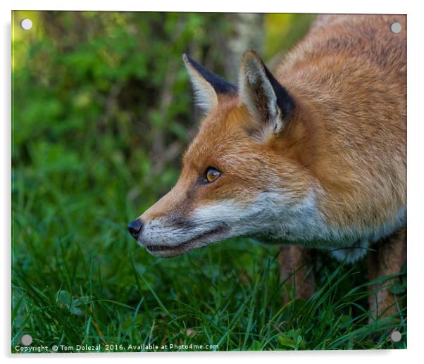 Red Fox profile Acrylic by Tom Dolezal
