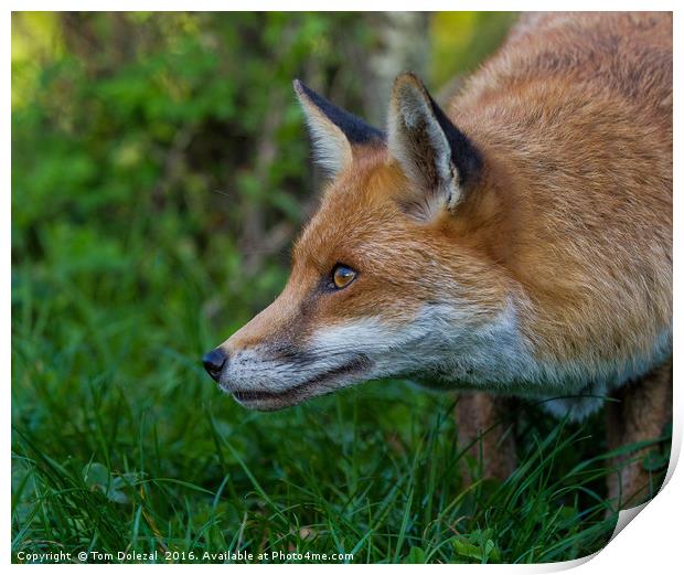Red Fox profile Print by Tom Dolezal
