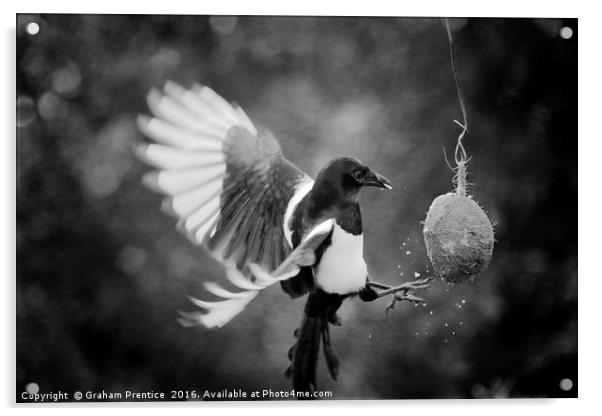 Magpie Feeding Acrylic by Graham Prentice