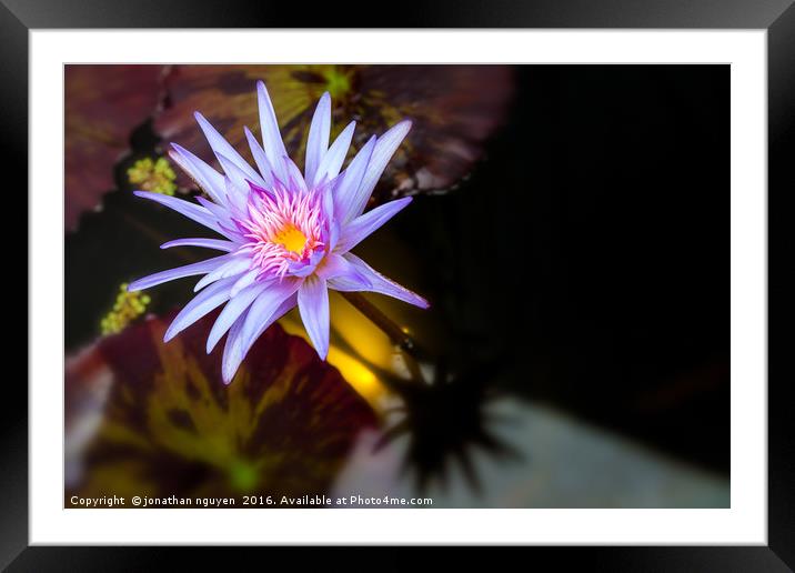Waterlily  Framed Mounted Print by jonathan nguyen