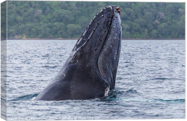 Close-up of a humpback whale breaching Canvas Print by Jason Wells