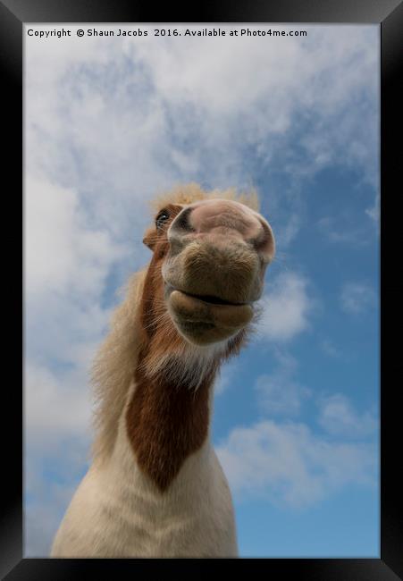 New Forest pony  Framed Print by Shaun Jacobs