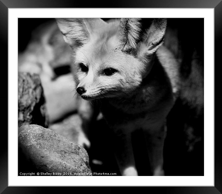 Fennec Fox Framed Mounted Print by Shelley Bibby