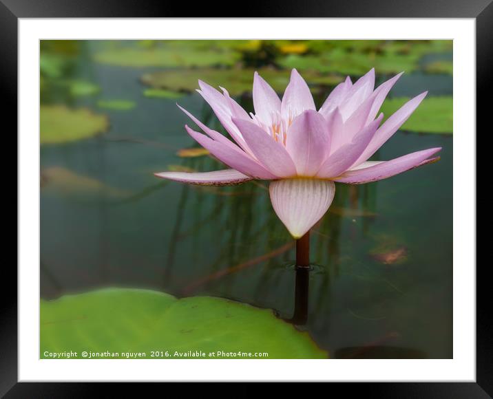 Waterlily 2 Framed Mounted Print by jonathan nguyen