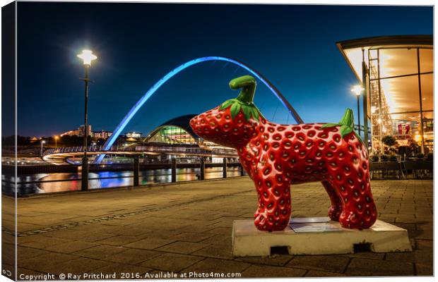 Strawberry Snow dog at Newcastle Canvas Print by Ray Pritchard