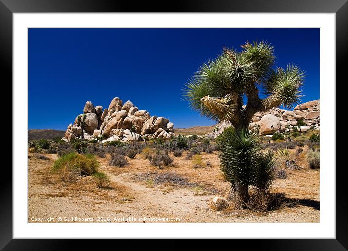 Joshua Tree National park, USA Framed Mounted Print by Gwil Roberts