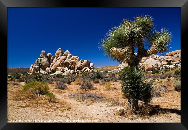 Joshua Tree National park, USA Framed Print by Gwil Roberts