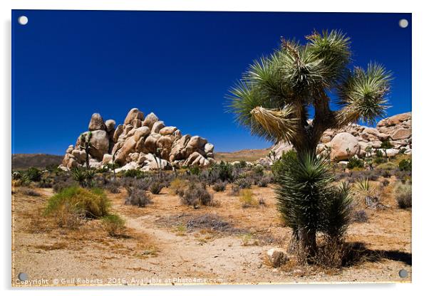 Joshua Tree National park, USA Acrylic by Gwil Roberts