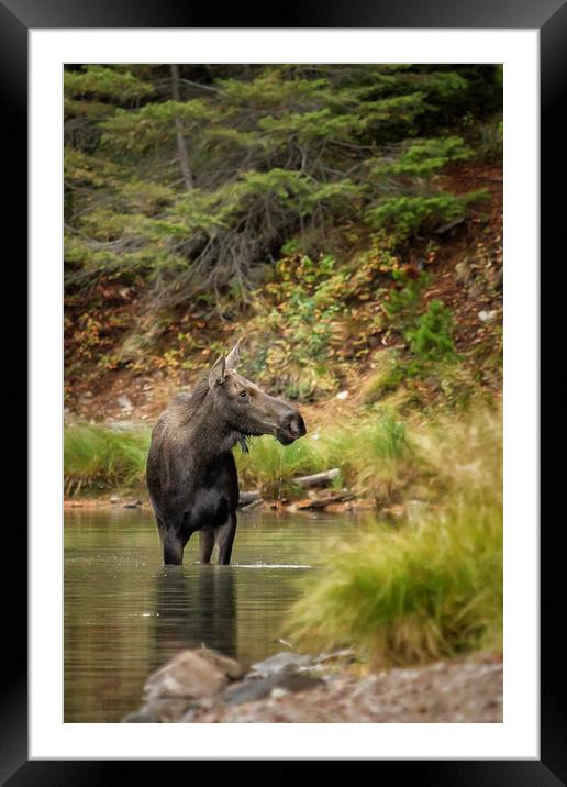 Female Moose at Fishercap Lake No. 3 Framed Mounted Print by Belinda Greb