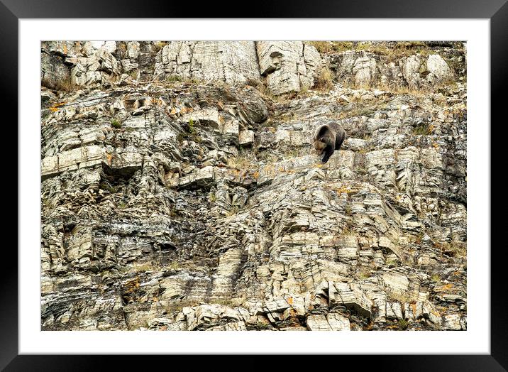 Grizzly Coming Over and Down the Ridge Framed Mounted Print by Belinda Greb
