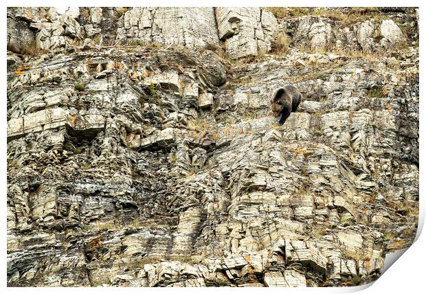Grizzly Coming Over and Down the Ridge Print by Belinda Greb