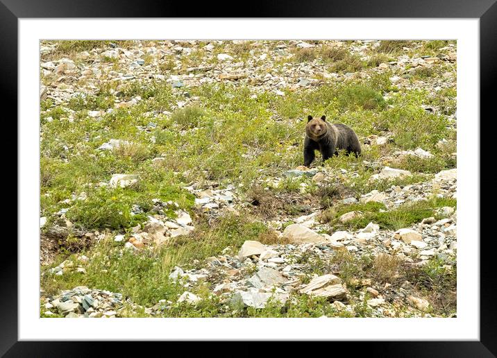 Grizzly Watching People Watching Grizzly No. 2 Framed Mounted Print by Belinda Greb
