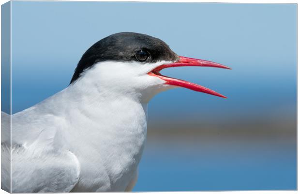 A funny Tern Canvas Print by Philip Male