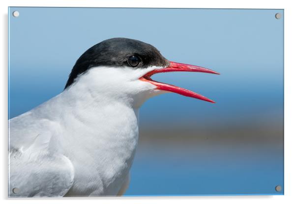 A funny Tern Acrylic by Philip Male