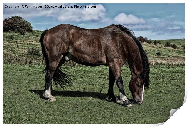 Horse in the field Print by Derrick Fox Lomax
