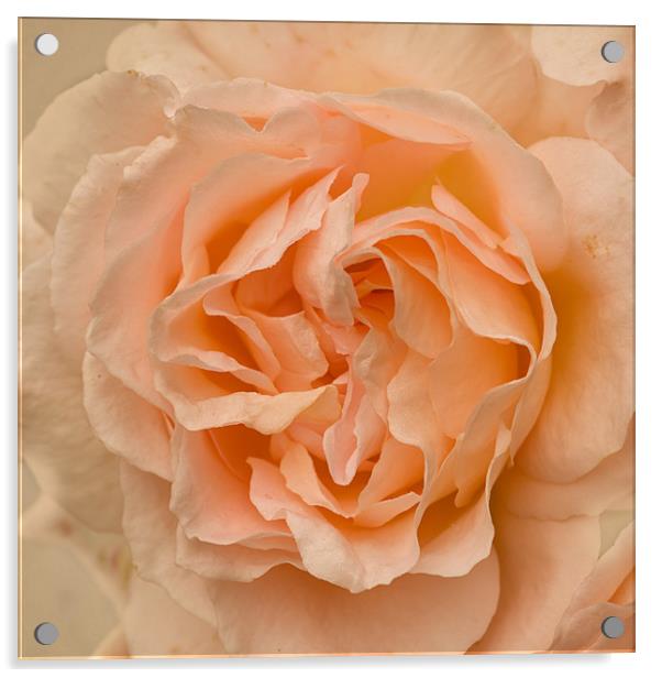 Romantic Rose Acrylic by Jacqi Elmslie