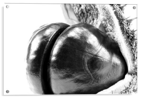 The horse chestnut (Aesculus hippocastanum) 2 Acrylic by Dagmar Giers