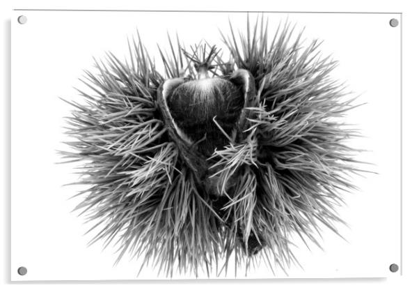 The sweet chestnut (Castanea sativa) Acrylic by Dagmar Giers