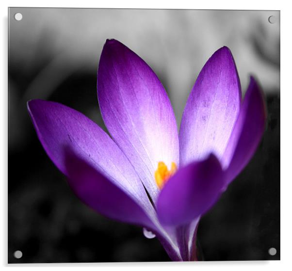 Bloomin Purple Acrylic by Peter Elliott 