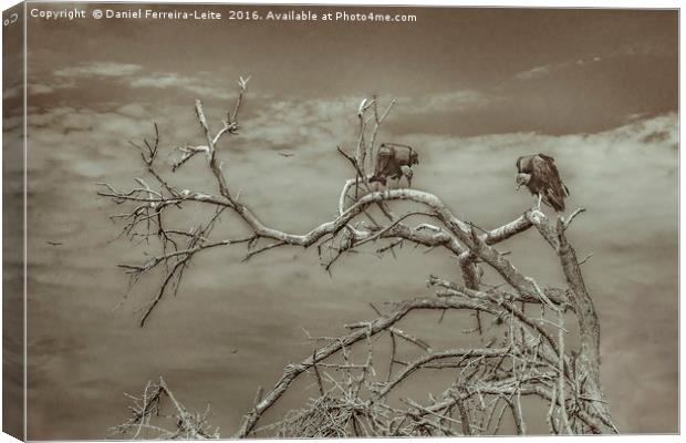 Vultures at Top of Tree Canvas Print by Daniel Ferreira-Leite