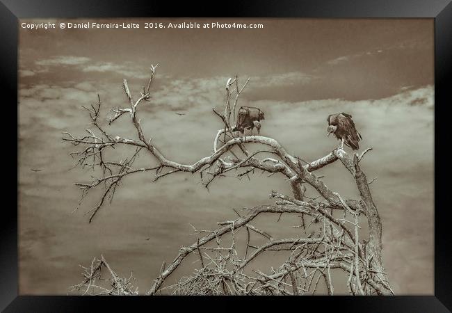 Vultures at Top of Tree Framed Print by Daniel Ferreira-Leite