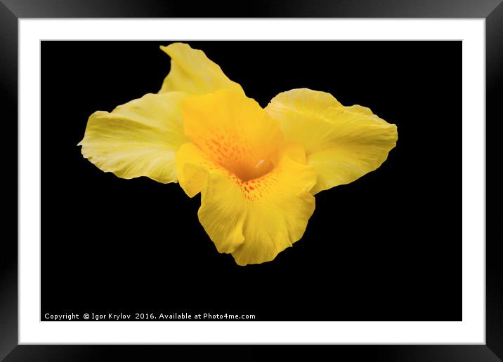 Narcissus on black background Framed Mounted Print by Igor Krylov