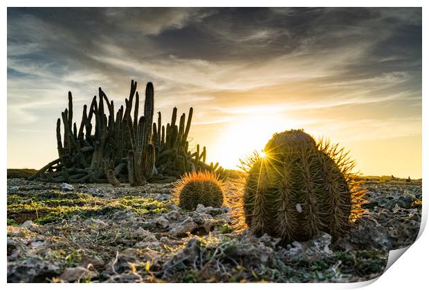 cactus sunset Print by Gail Johnson