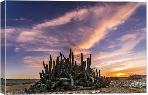 cactus sunset Canvas Print by Gail Johnson