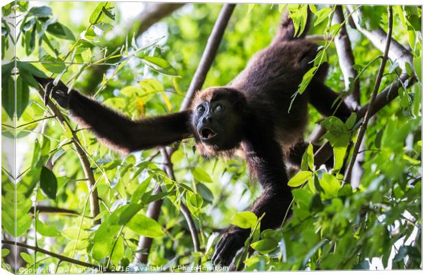 Howler monkey reaching out Canvas Print by Jason Wells