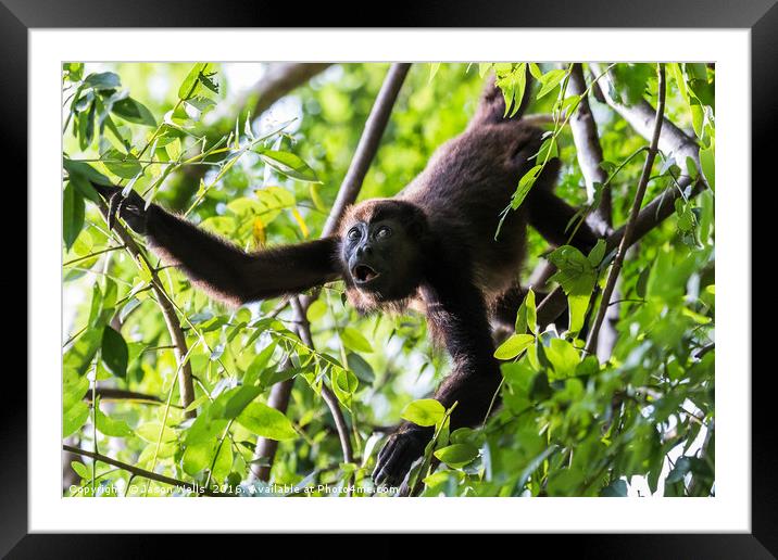 Howler monkey reaching out Framed Mounted Print by Jason Wells