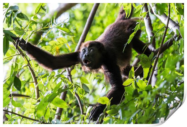 Howler monkey reaching out Print by Jason Wells