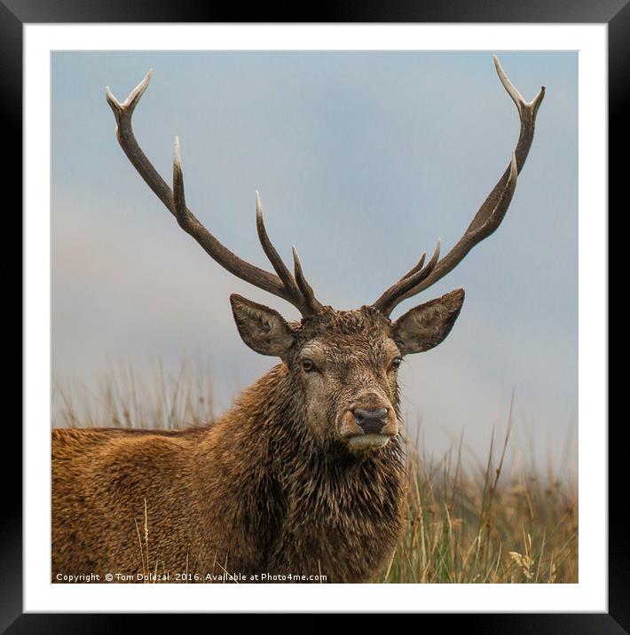 Highland red deer stag portrait Framed Mounted Print by Tom Dolezal
