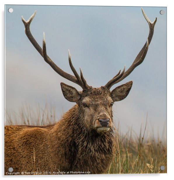 Highland red deer stag portrait Acrylic by Tom Dolezal