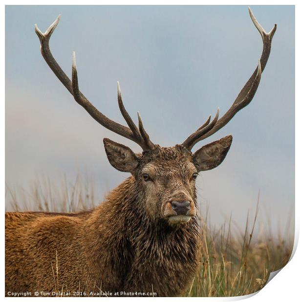 Highland red deer stag portrait Print by Tom Dolezal