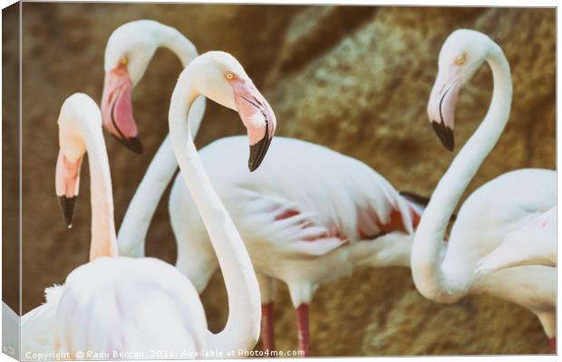 Wild Pink Flamingo Birds In Nature Canvas Print by Radu Bercan