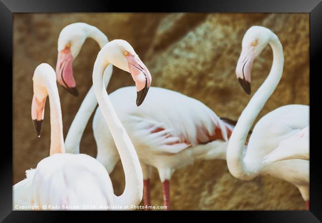 Wild Pink Flamingo Birds In Nature Framed Print by Radu Bercan