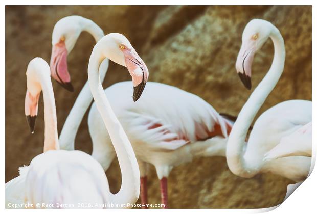 Wild Pink Flamingo Birds In Nature Print by Radu Bercan
