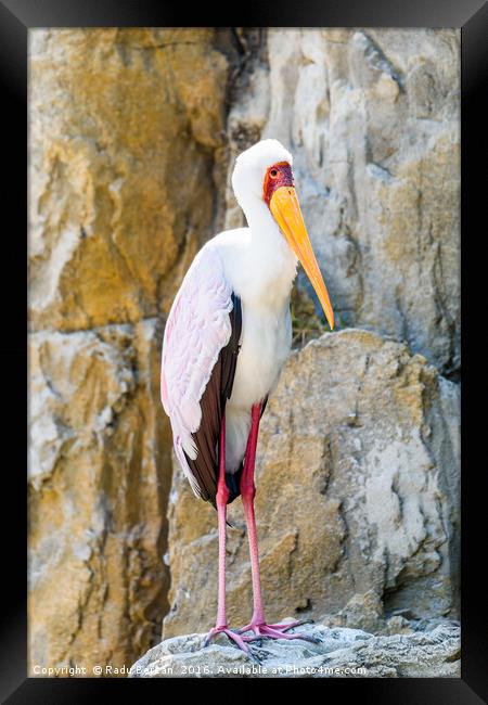 African Yellow Billed Stork Bird Framed Print by Radu Bercan