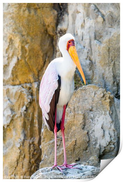 African Yellow Billed Stork Bird Print by Radu Bercan