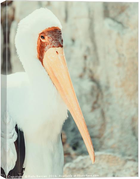 African Yellow Billed Stork Bird Canvas Print by Radu Bercan