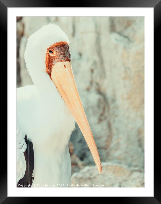 African Yellow Billed Stork Bird Framed Mounted Print by Radu Bercan