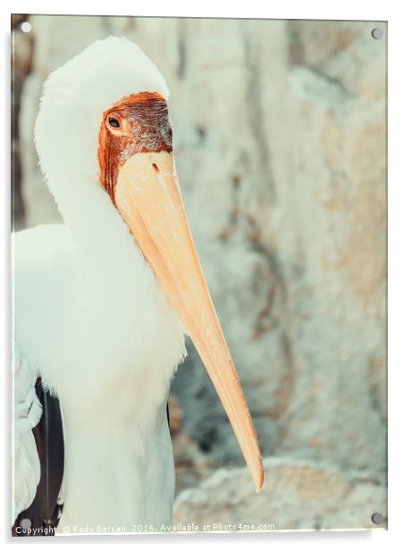 African Yellow Billed Stork Bird Acrylic by Radu Bercan