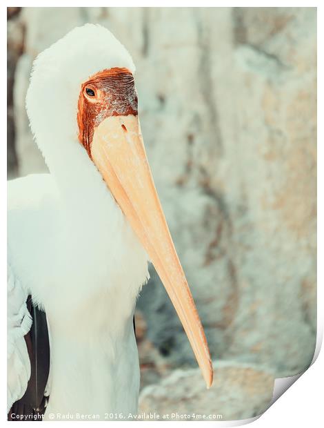 African Yellow Billed Stork Bird Print by Radu Bercan