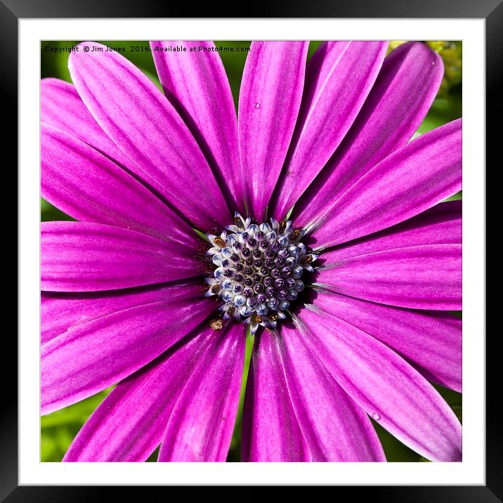 Purple Daisy Framed Mounted Print by Jim Jones