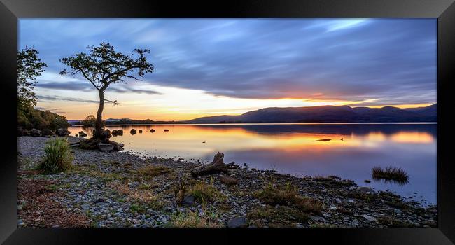 The Lone Tree: Milarrochy Bay, Loch Lomond Framed Print by Miles Gray